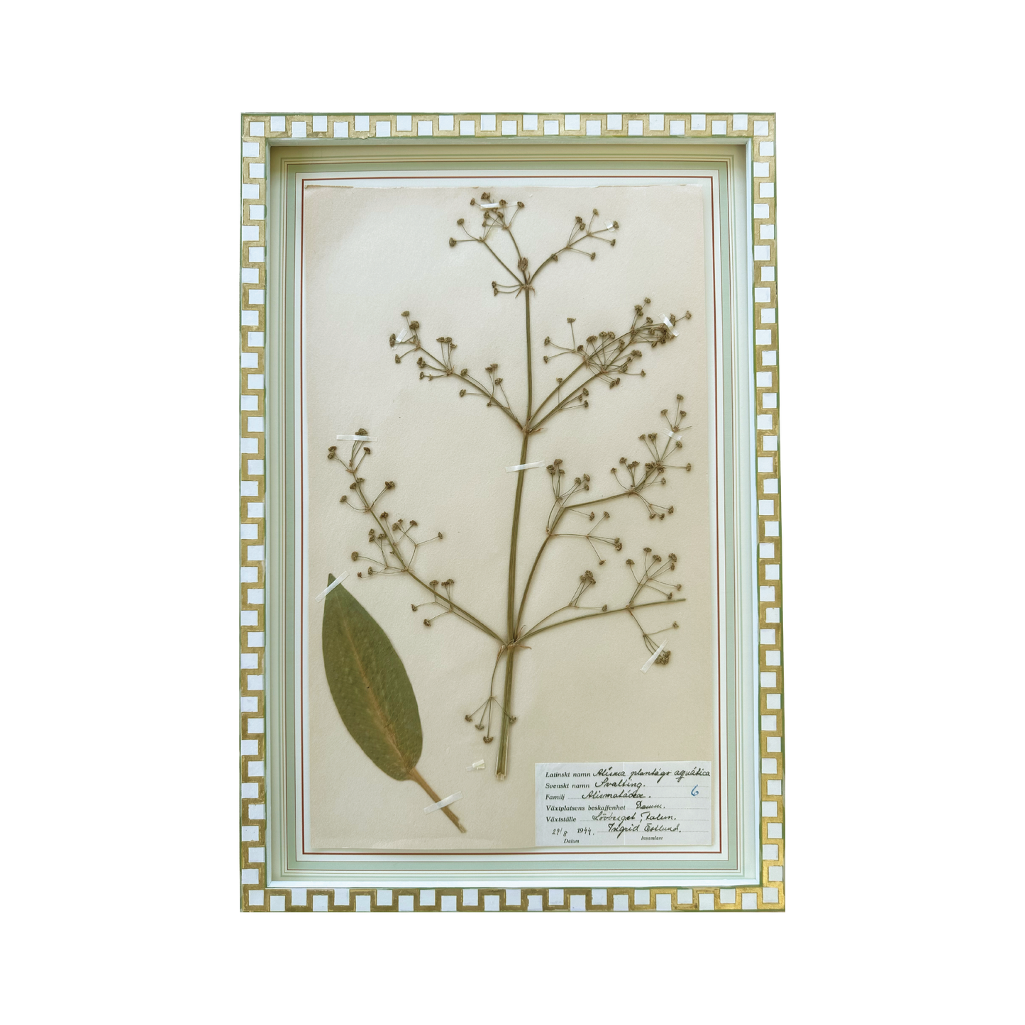 Alisma Plantigo Aquatica