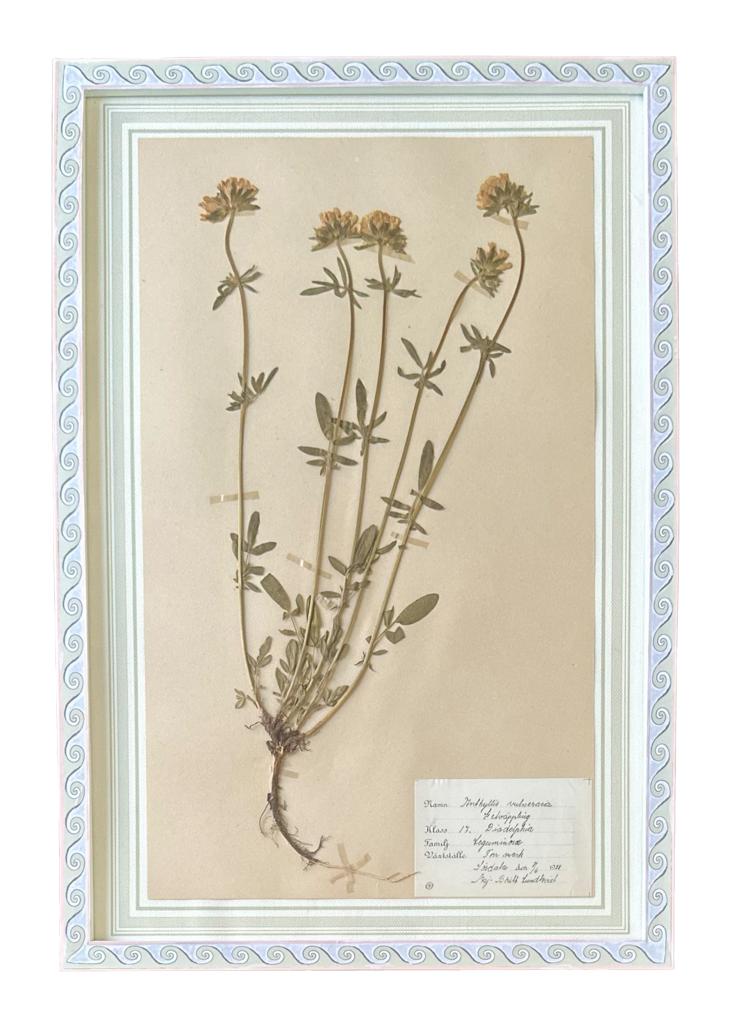 Anthyllis Vulneraria