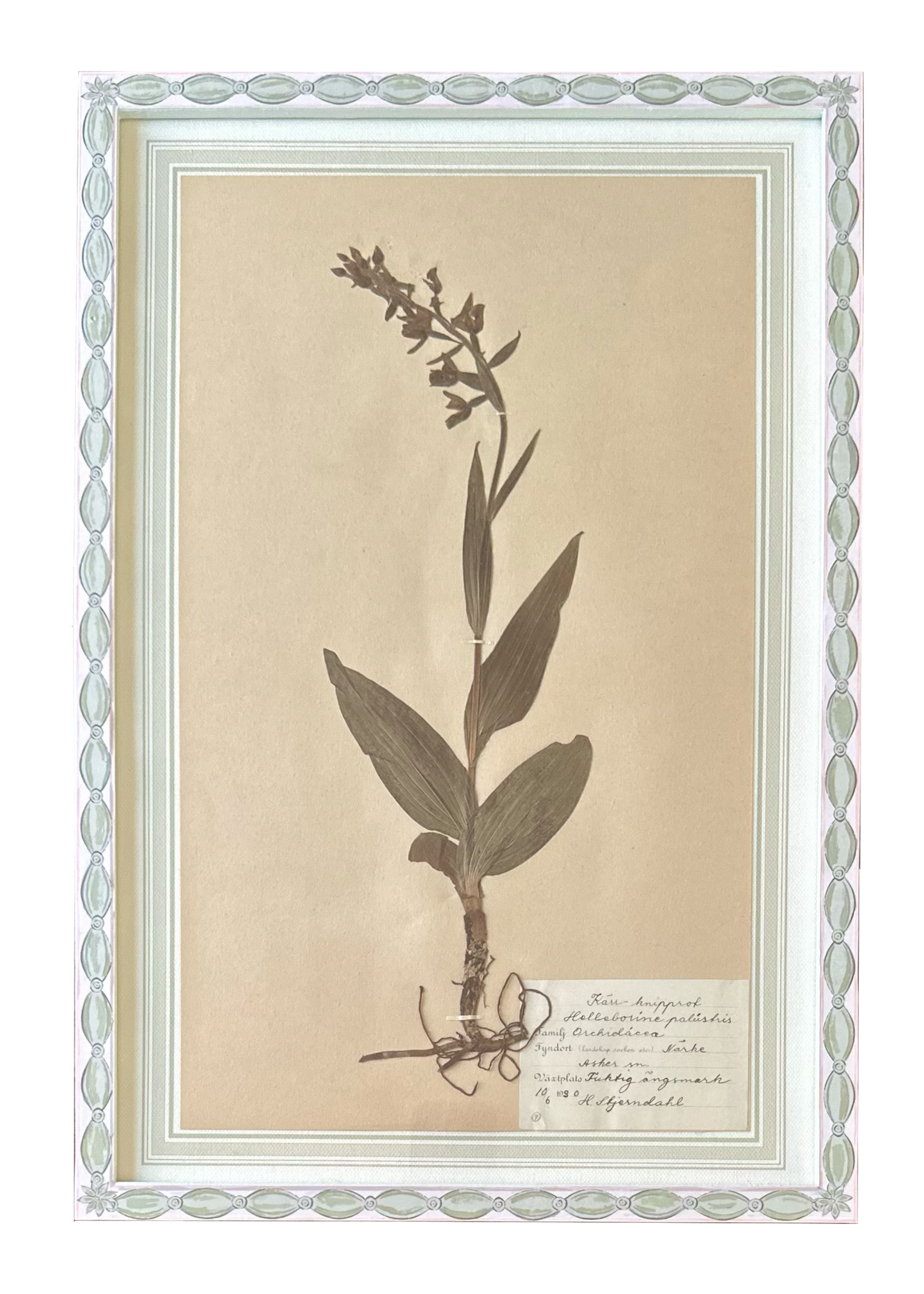 Helleborine Palustris