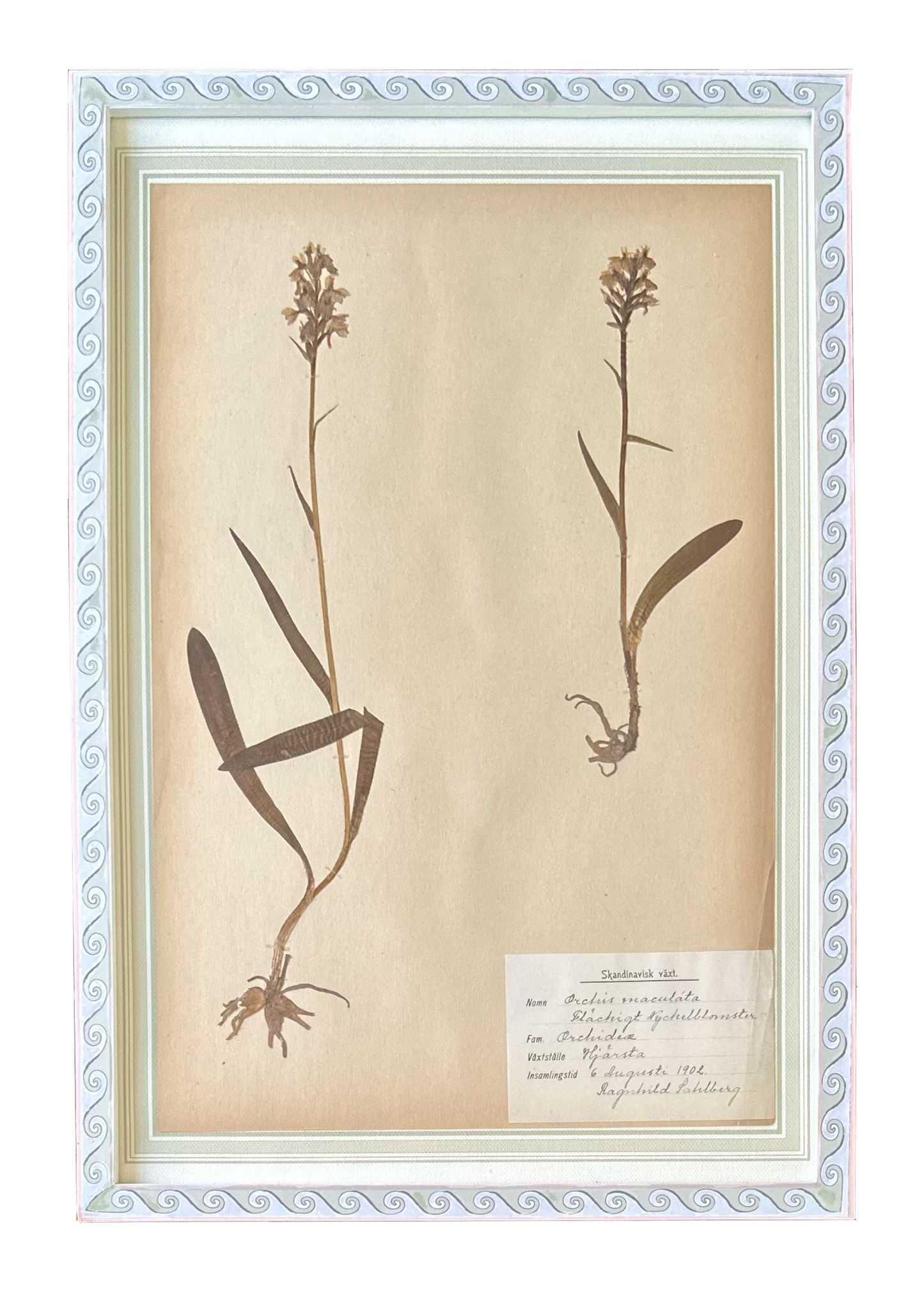 Orchis Maculata