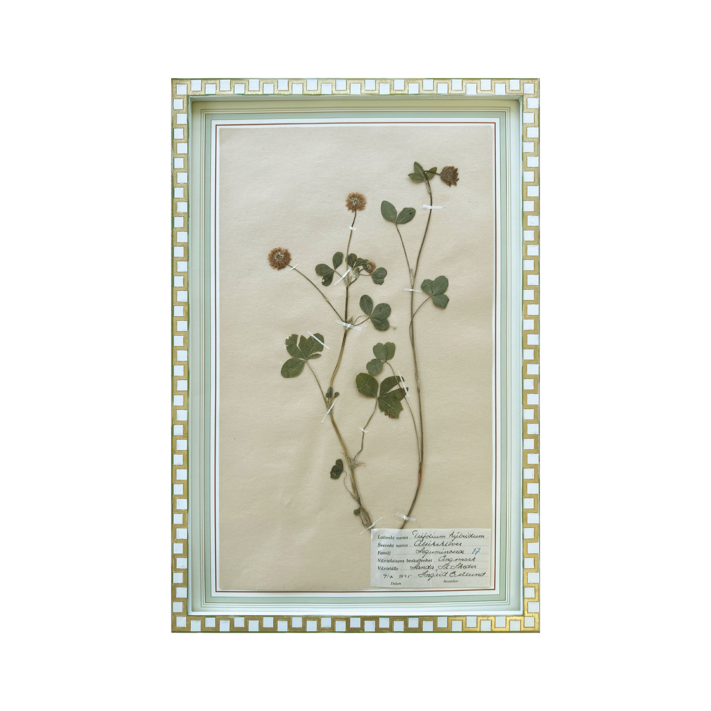 Trifolium Hybridum