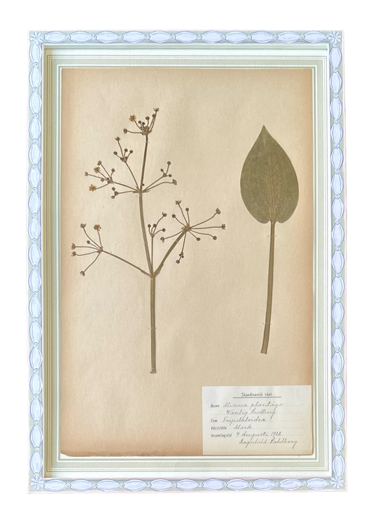 Alisma Plantago