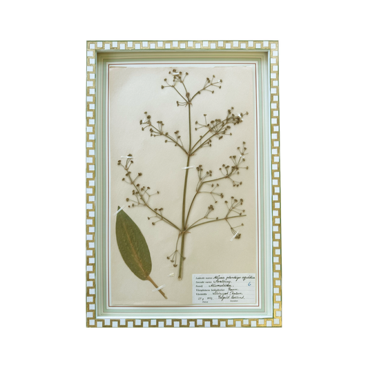 Alisma Plantigo Aquatica