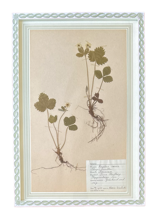 Fragaria Vesca