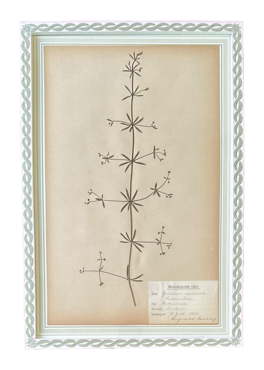 Galium Aparine