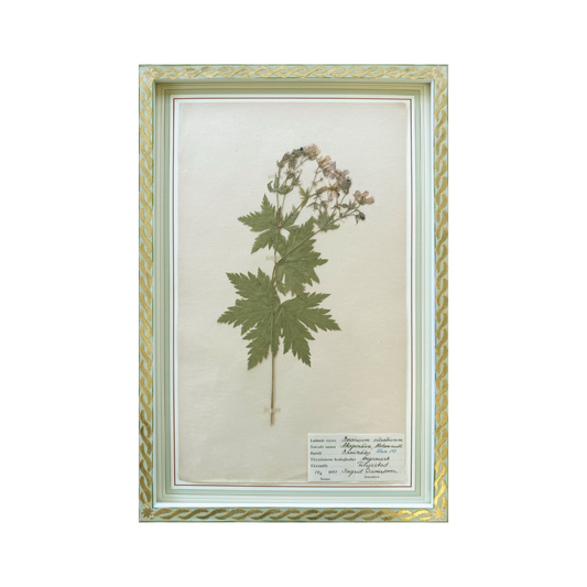 Geranium Sylvaticum