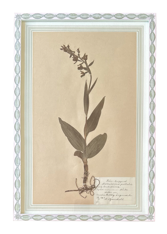 Helleborine Palustris