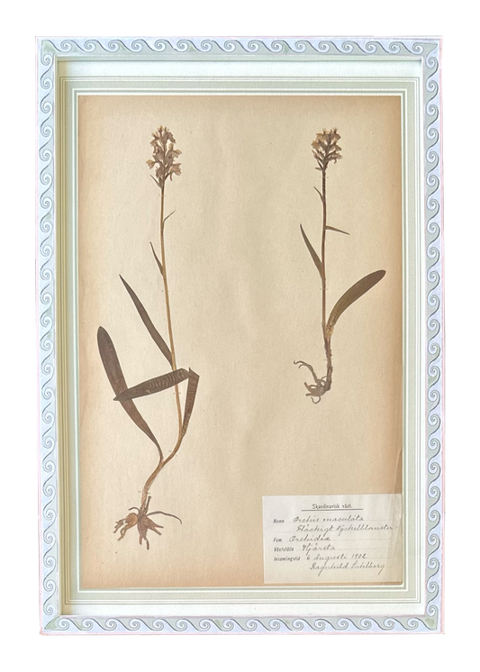 Orchis Maculata