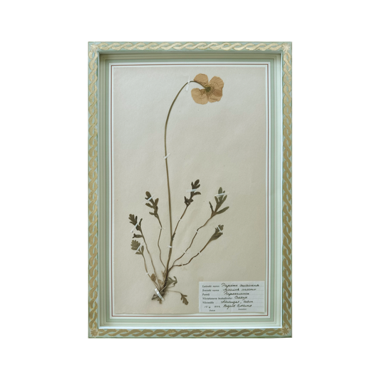 Papaver Nudicaule