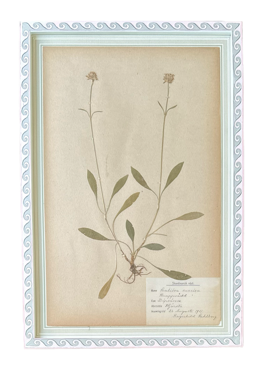 Scabiosa Succisa