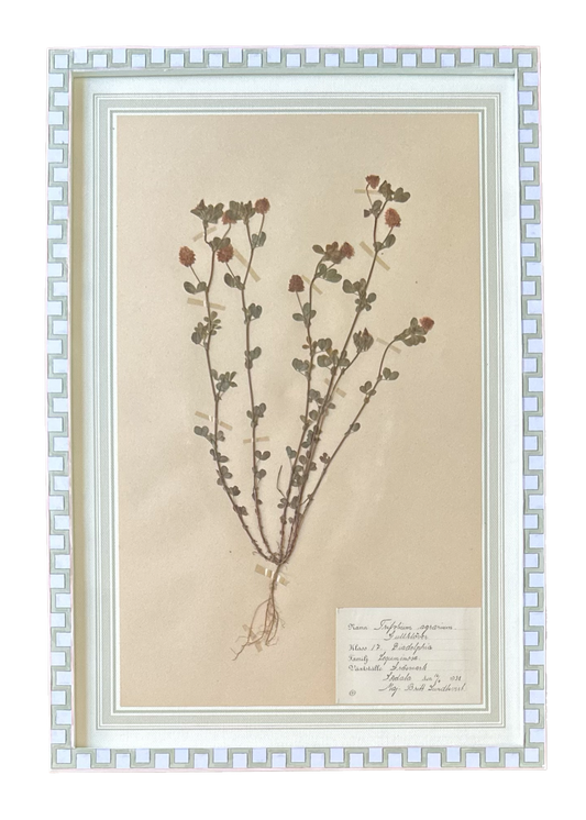 Trifolium Agrarium