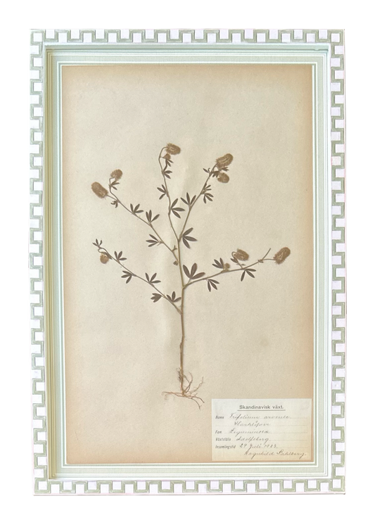 Trifolium Arvense