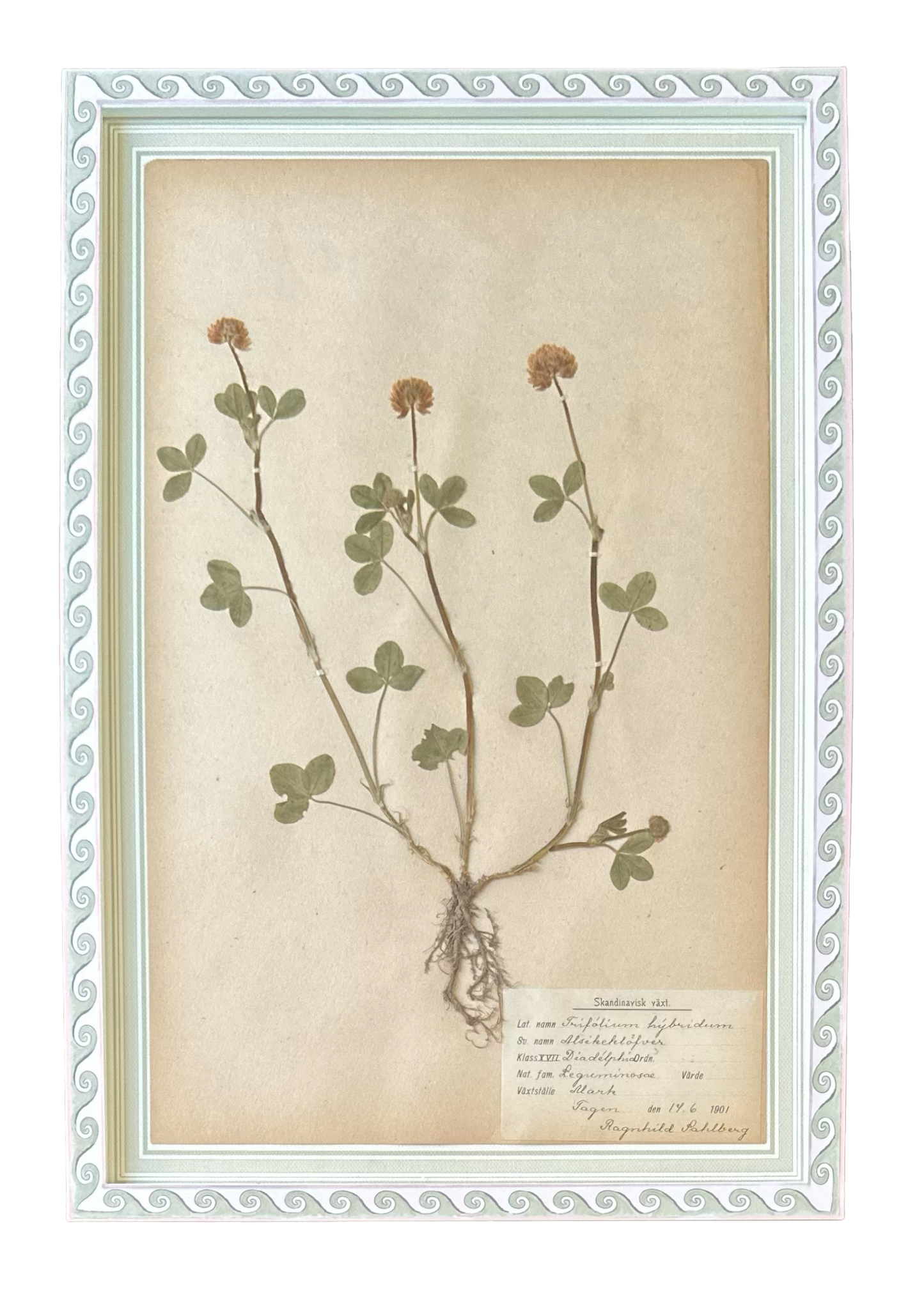 Trifolium Hybridum No. 1