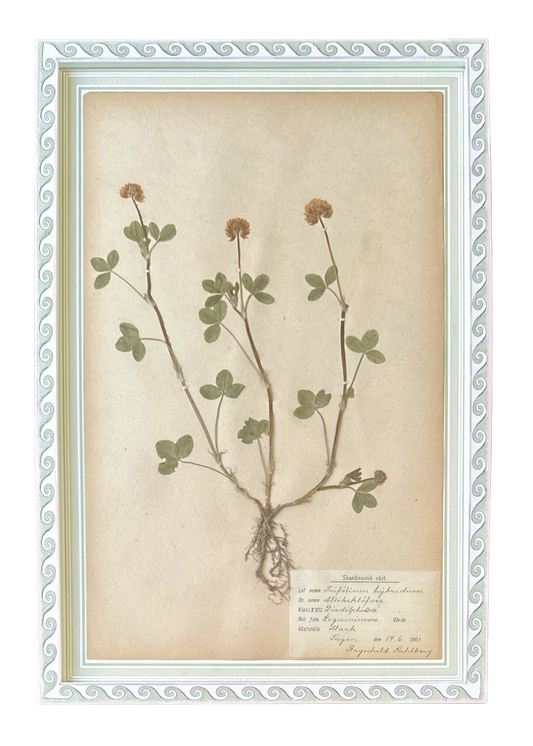 Trifolium Hybridum No. 1