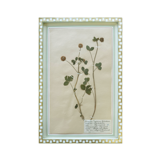 Trifolium Hybridum