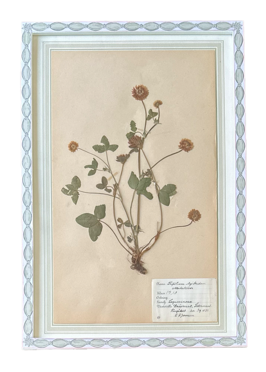 Trifolium Hybridum No. 2