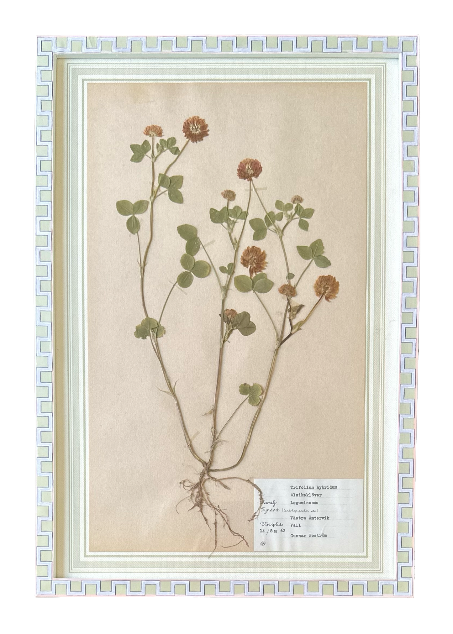 Trifolium Hybridum No. 3
