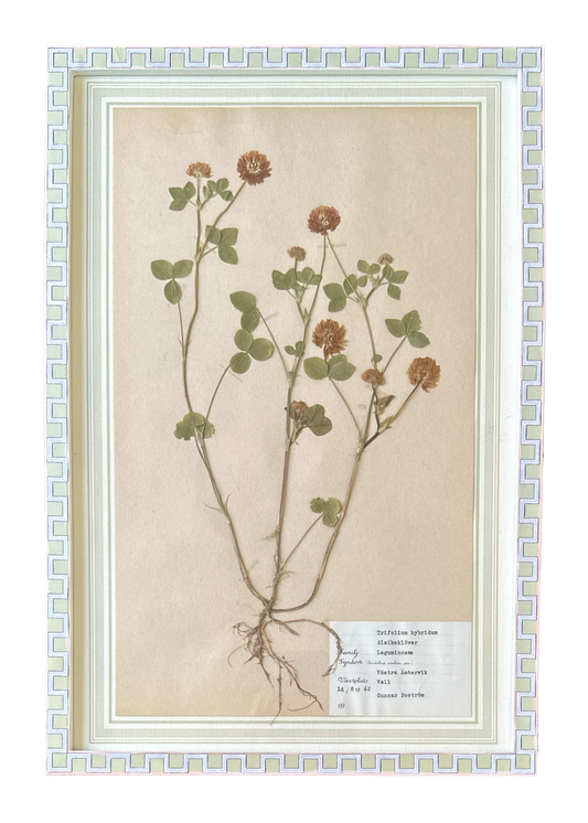 Trifolium Hybridum No. 3