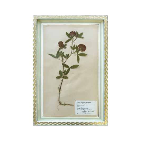 Trifolium Medium
