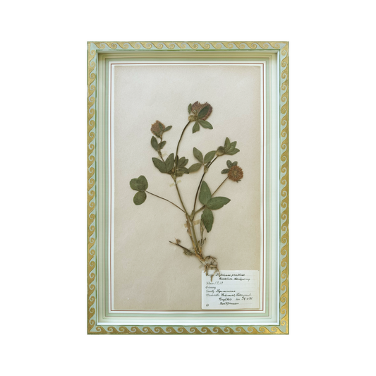 Trifolium Pretense
