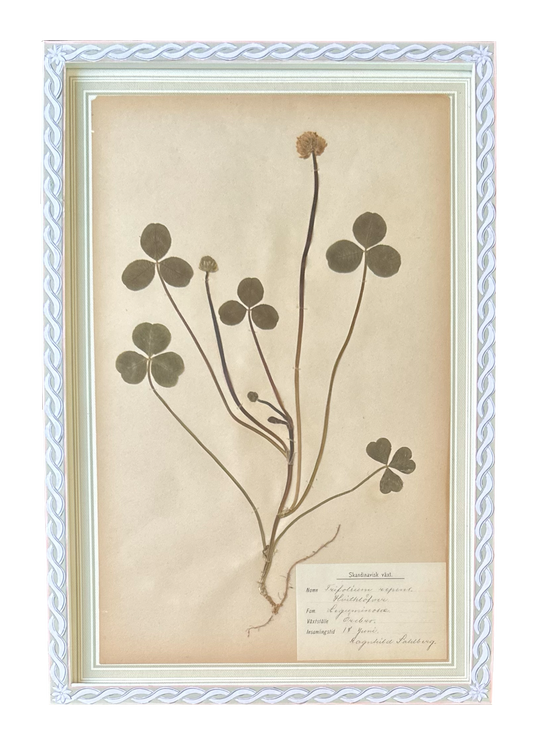 Trifolium Repens